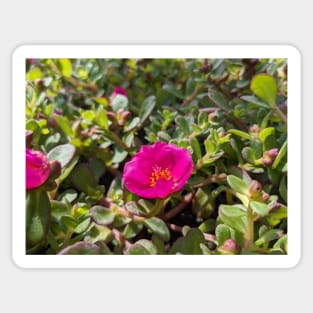 Pink Moss Rose 1 Sticker